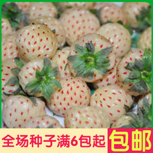 【白草莓种子】最新最全白草莓种子搭配优惠