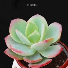 【白凤老桩 多肉】_绿植园艺价格_最新最全绿植园艺搭配优惠_一淘网