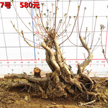 【映山红 杜鹃花下山桩】最新最全映山红 杜鹃