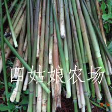 【小竹笋新鲜野生】最新最全小竹笋新鲜野生搭