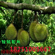 【榴莲树苗可盆栽】最新最全榴莲树苗可盆栽搭