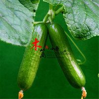 俏美人苦瓜绿茶果-苦瓜干果蔬干 休闲零食去粉