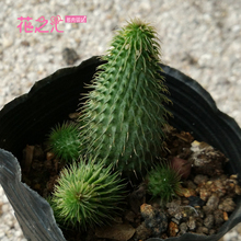 【多肉植物进口品种】_绿植园艺价格_最新最