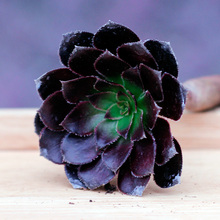 【黑魔法师多肉】最新最全黑魔法师多肉搭配优