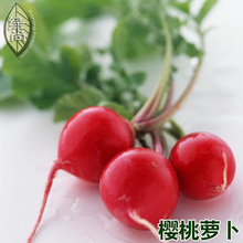 【水果萝卜种子】_绿植园艺价格_最新最全绿