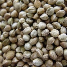 【火麻子油】最新最全火麻子油返利优惠_一淘网