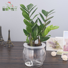 【水培金钱树】最新最全水培金钱树搭配优惠