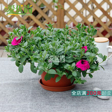 【室内攀爬植物】最新最全室内攀爬植物搭配优