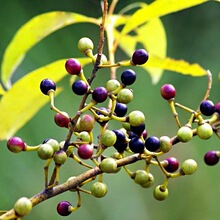 【山鸡椒精油】_精油芳疗价格_最新最全精油