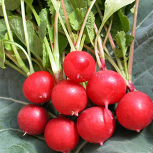 【水果萝卜种子】_绿植园艺价格_最新最全绿