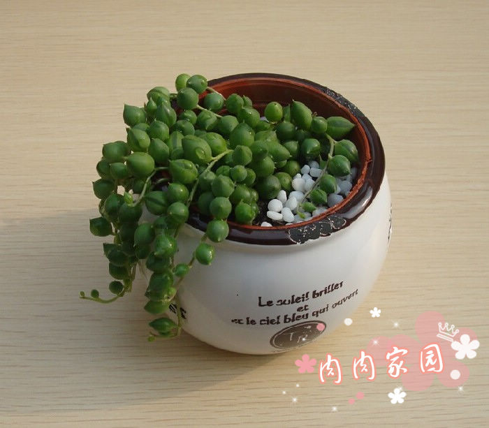 多肉植物 佛珠玄月 珍珠吊兰迷你小盆景 椭圆形