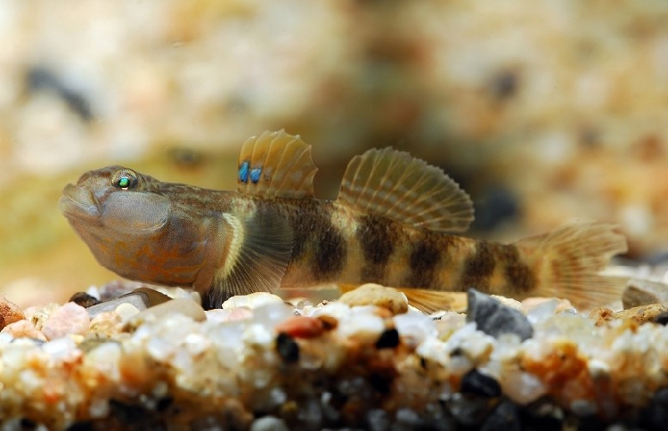 波氏吻虾虎 虾虎鱼 冷水鱼 原生鱼 观赏鱼|一淘