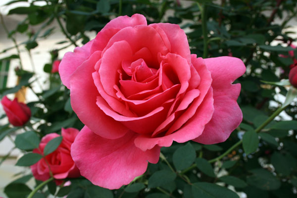 种苗、种子、种球-红色丰花月季|藤本月季|红帽子大花月季苗|月季花苗zz-种苗、