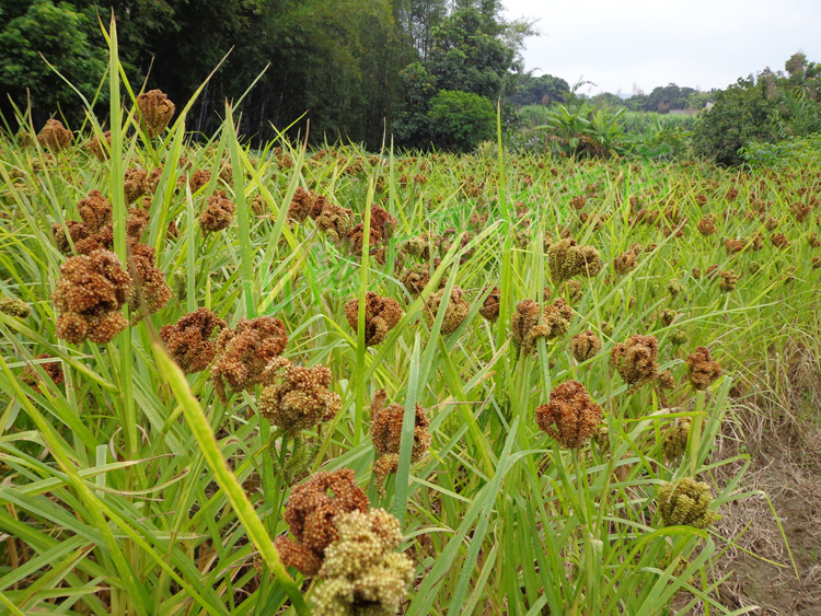【多图】官网直销,广西特产龙爪粟鸭脚粟米粉米条杂粮类小米南北干货有机食品不包邮,南北干货_辽宁热线