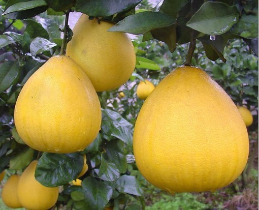 果树-多肉景观 红肉柚子树苗新品种超级红肉蜜