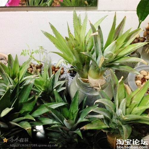 自己种的种子盆栽(有火龙果、柚子、波罗蜜、