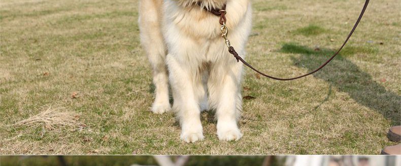 Ошейник для животных петкер Pet воротник собака воротник домашнее животное р цепь собака цепь высокого качества латунь оснастки крышек нагруженный термин Ошейник для животных петкер Pet воротник собака воротник домашнее животное р цепь собака цепь высокого качества латунь оснастки крышек нагруженный термин