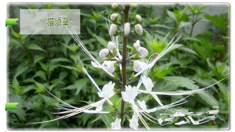 云南野生猫须草猫 养生茶 不老茶 肾茶 排降尿酸 正品包邮