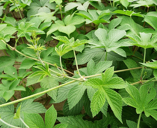 安吉派特兔子草粮葎草拉拉藤拉拉秧荷兰猪预防宠物拉肚子腹泻50g