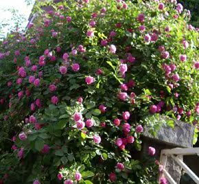 爬藤[多花蔷薇]花苗,一年四季开花!品种多多,欢