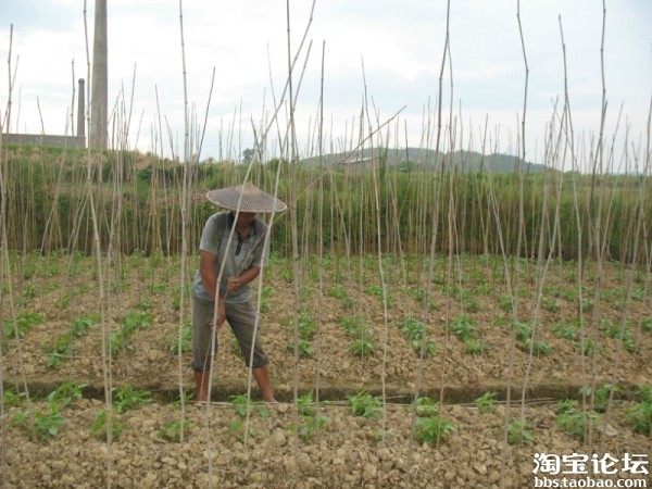 【创业日记】 变形记:胡耿 ,今天一斤枣也没卖出