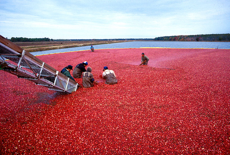 供应美国优鲜沛蔓越莓11.34kg/箱