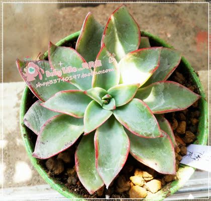 多肉植物  *图鉴*_多浆植物