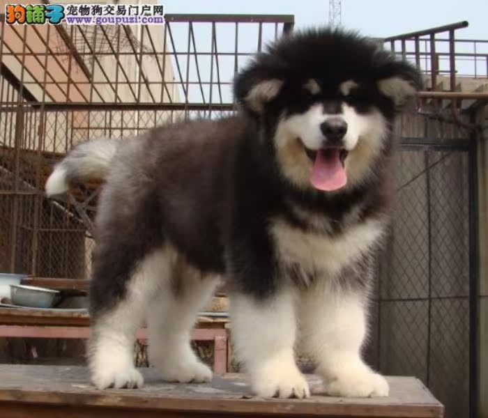 深圳什么地方有卖阿拉斯加 深圳哪有大型狗场