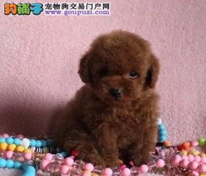 珠海哪里有卖茶杯犬 茶杯犬价格