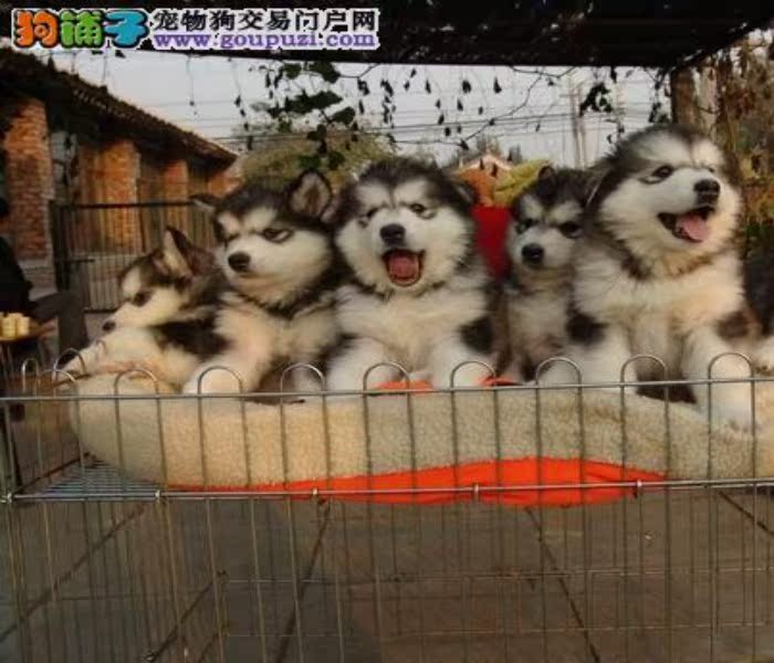 深圳什么地方有卖阿拉斯加 深圳哪有大型狗场