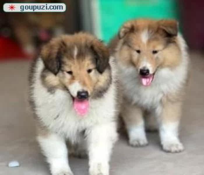 深圳哪里有卖喜乐蒂深圳纯种喜乐蒂价格多少