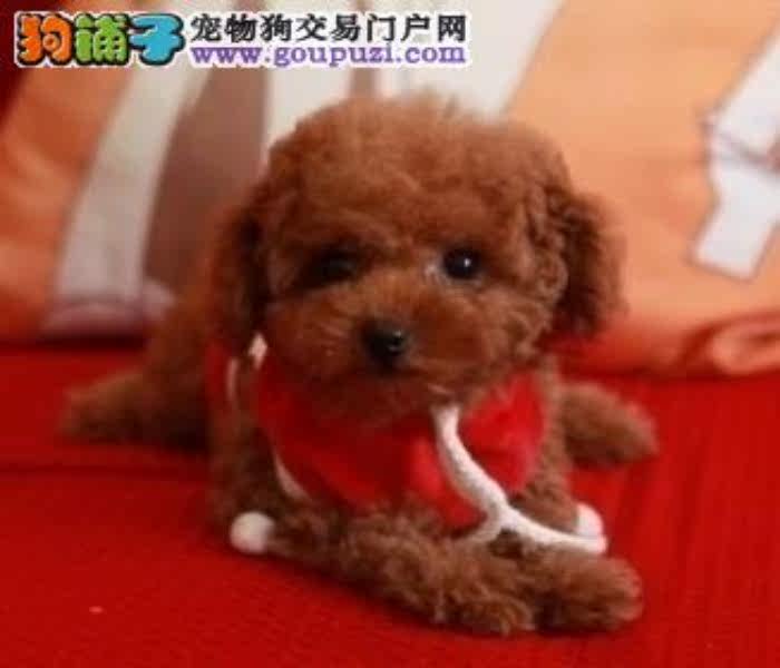 珠海哪里有卖茶杯犬 茶杯犬价格