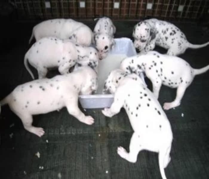 广州哪里有卖斑点狗 大麦町犬