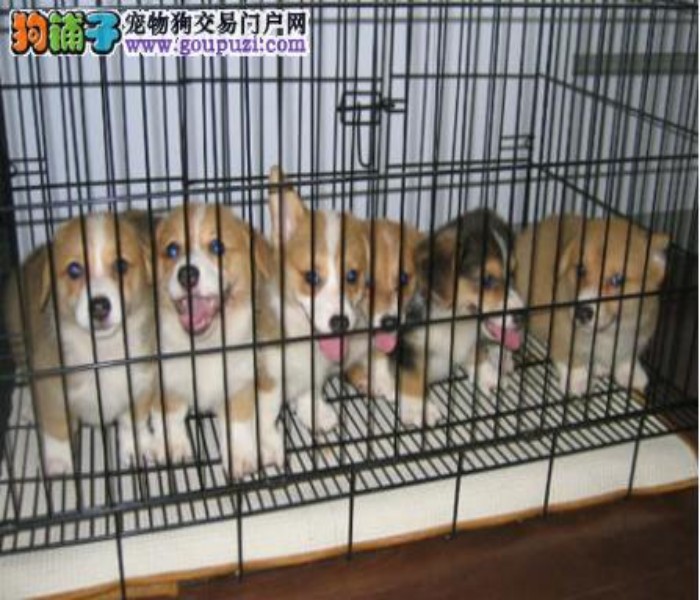 在珠海哪里有柯基犬卖啊 大概要多少钱呢