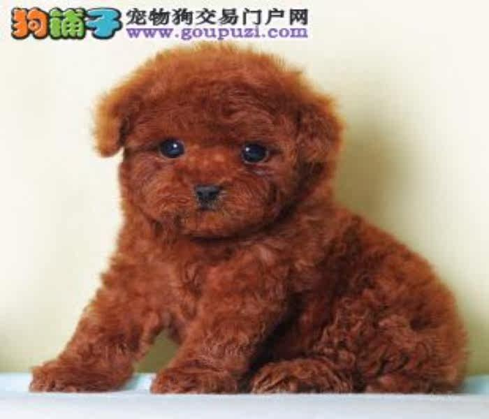 珠海哪里有卖茶杯犬 茶杯犬价格