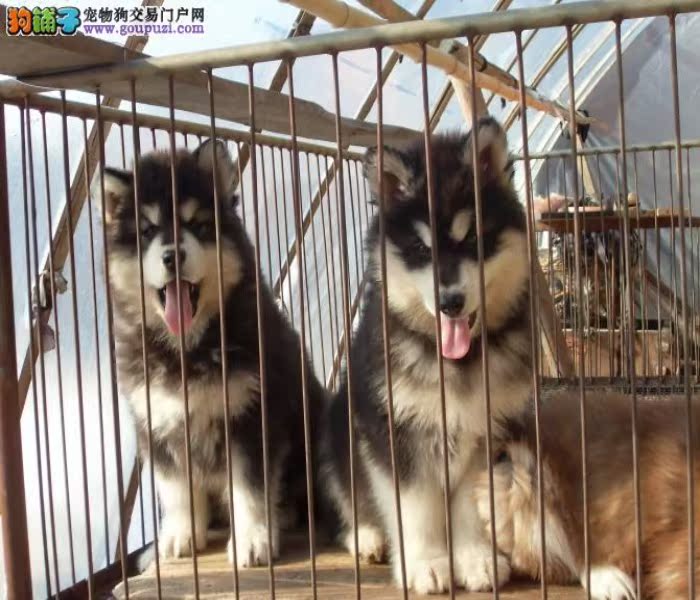 深圳什么地方有卖阿拉斯加 深圳哪有大型狗场