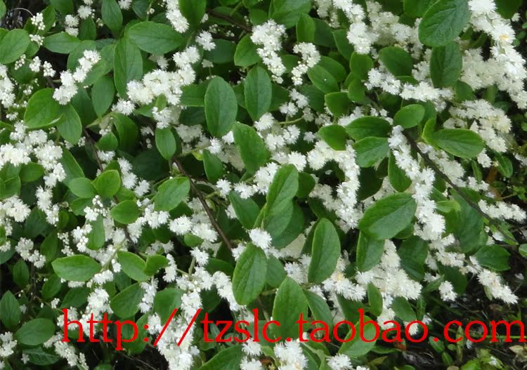 ★三观盆栽绿植——白檀