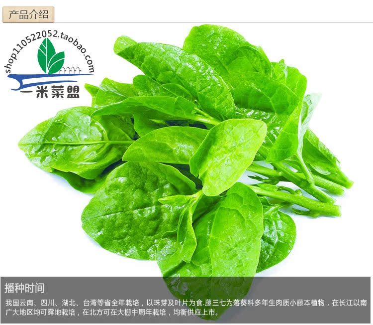 蔬菜种子、种苗-大叶藤菜 木耳菜 20克 四季蔬菜种子 无公害蔬菜 阳台种菜-蔬