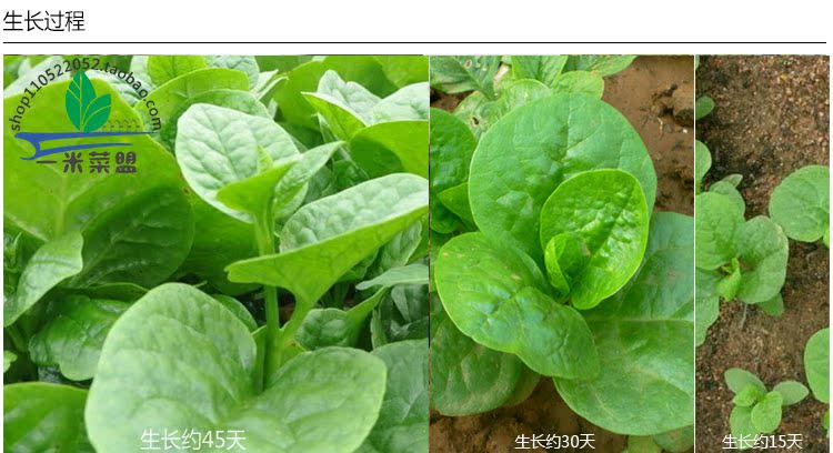 蔬菜种子、种苗-大叶藤菜 木耳菜 20克 四季蔬菜种子 无公害蔬菜 阳台种菜-蔬