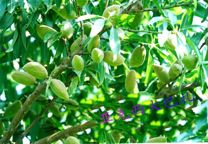 四十多种水果再认识