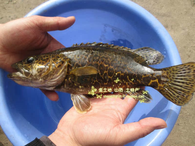 汉江纯天然野鳜鱼 鲑鱼 季花鱼 桂鱼