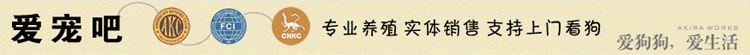 吉娃娃/可爱/纯种吉娃娃犬 赛级吉娃娃/终身保障/北京可上门！