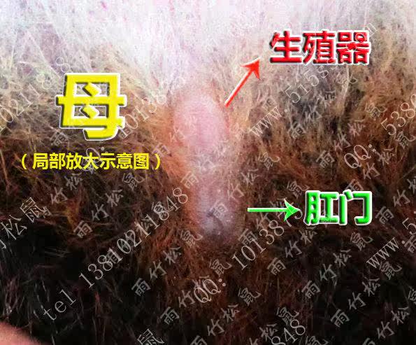 松鼠公母辨认方法