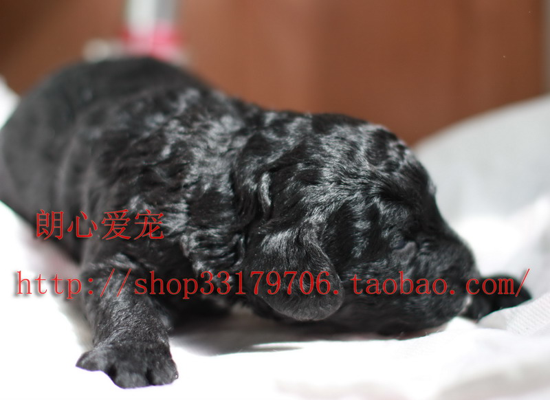 自家波利犬幼犬一窝刚出生拉风墩布犬免疫健全可航空