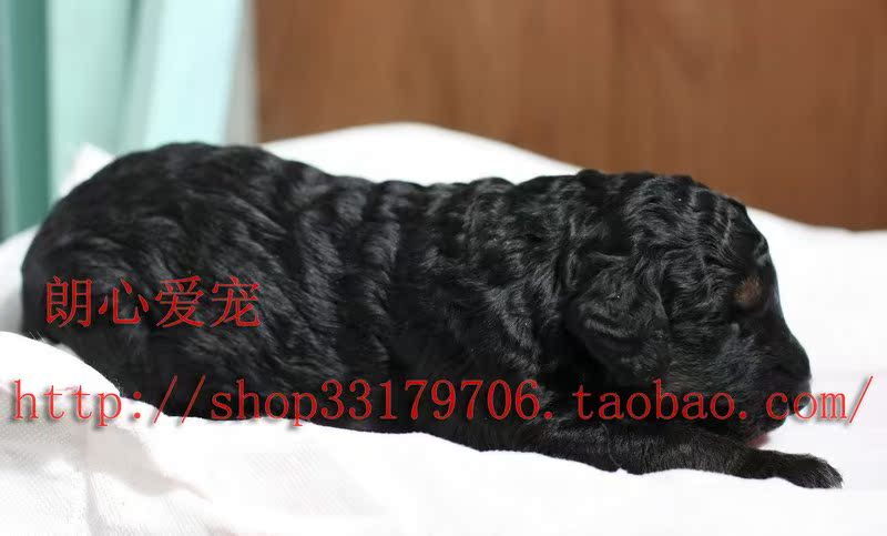 自家波利犬幼犬一窝刚出生拉风墩布犬免疫健全可航空