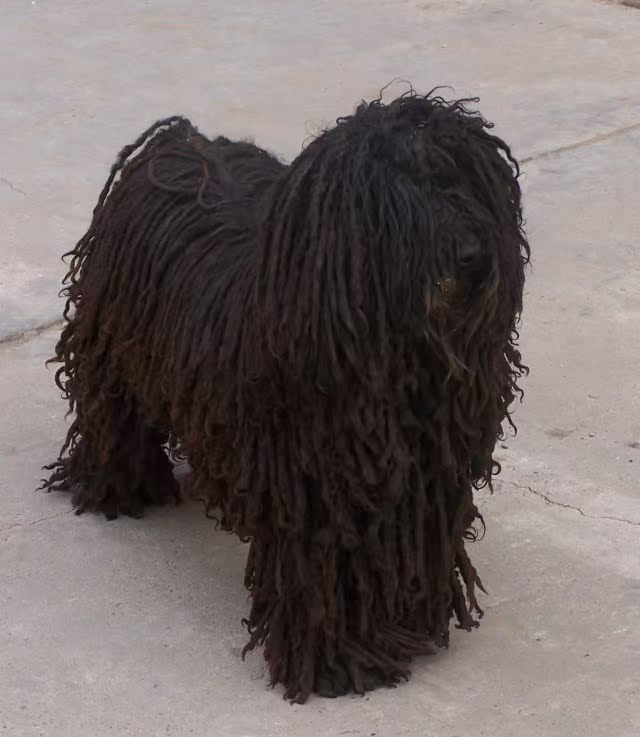 自家波利犬幼犬一窝刚出生拉风墩布犬免疫健全可航空