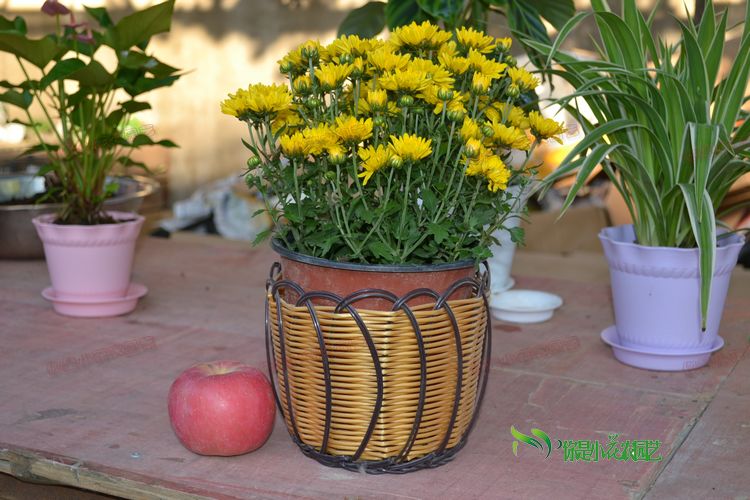 天猫 淘宝商城花卉绿植盆栽 菊花 小雏菊 当季开