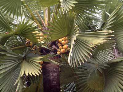 棕榈糖的好处和来历