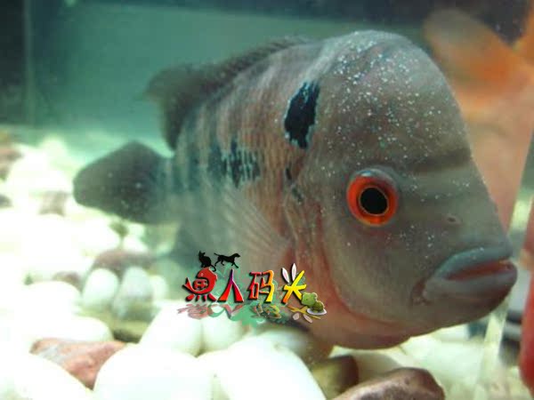 金滴白点净 特效药粉40g 海水淡水鱼药 白点病