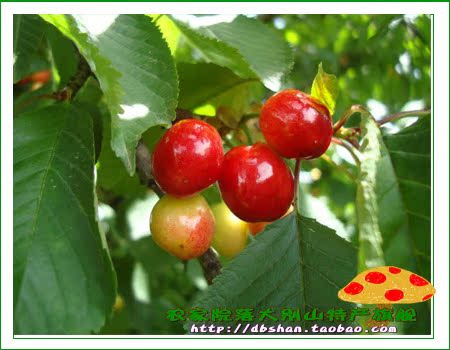 农家院落大别山特产旗舰--店铺介绍_委员长